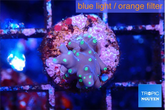 Acropora carduus green polyps deep water 1 -2 cm WYSIWYG acclimaté