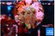 Acropora carduus green polyps deep water 1 -2 cm WYSIWYG acclimaté