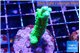 Acropora green 3-4 cm WYSIWYG acclimaté