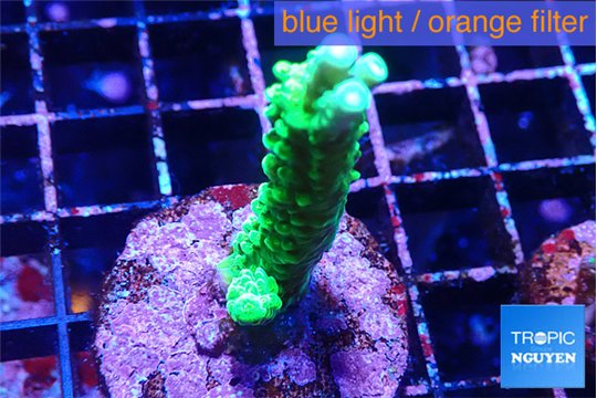 Acropora green 3-4 cm WYSIWYG acclimaté