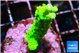 Acropora green 3-4 cm WYSIWYG acclimaté