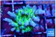 Acropora green purple tip 1-2 cm WYSIWYG acclimaté