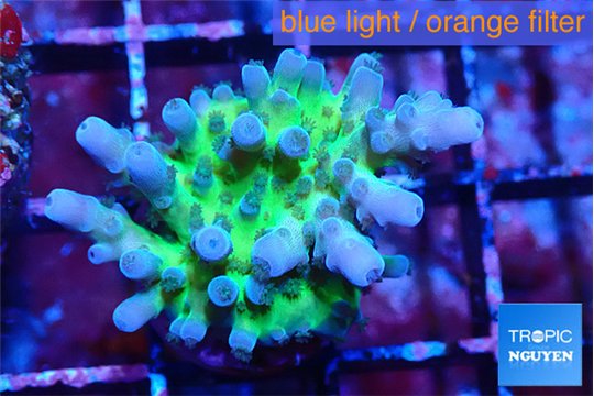 Acropora green purple tip 1-2 cm WYSIWYG acclimaté