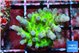 Acropora green purple tip 1-2 cm WYSIWYG acclimaté