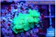 Acropora green Fijii 1-2 cm WYSIWYG acclimaté