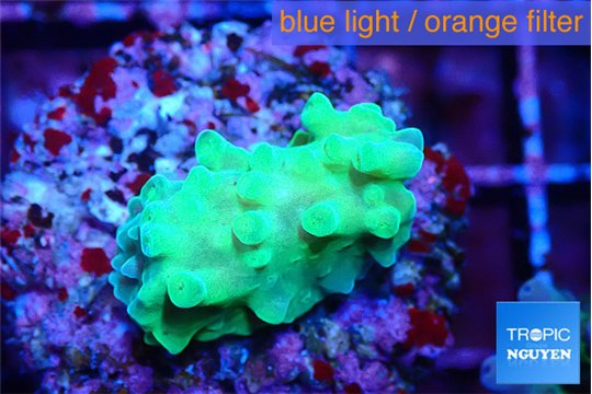 Acropora green Fijii 1-2 cm WYSIWYG acclimaté