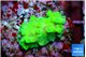 Acropora green Fijii 1-2 cm WYSIWYG acclimaté