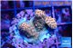 Acropora millepora mango 2-3 cm WYSIWYG acclimaté