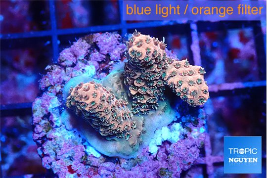 Acropora millepora mango 2-3 cm WYSIWYG acclimaté