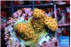 Acropora millepora mango 2-3 cm WYSIWYG acclimaté