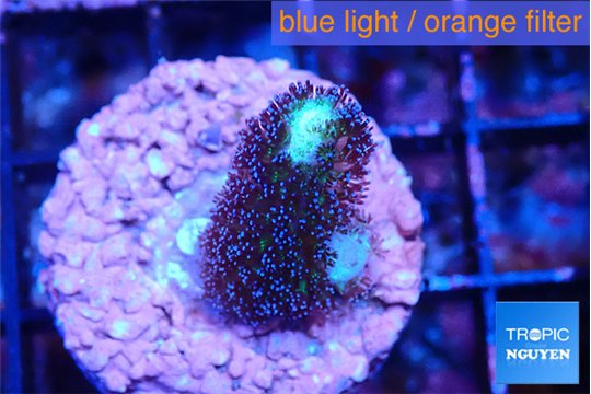 Stylophora milka 1-2 cm WYSIWYG acclimaté