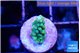 Acropora green 1 cm WYSIWYG acclimaté