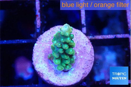 Acropora green 1 cm WYSIWYG acclimaté