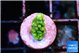 Acropora green 1 cm WYSIWYG acclimaté