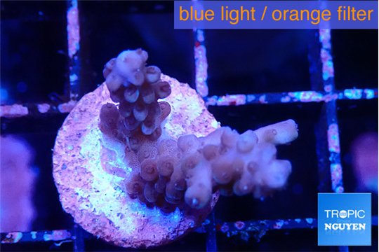 Acropora purple 1-2 cm WYSIWYG acclimaté