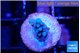 Acropora blue tip 1 cm WYSIWYG acclimaté