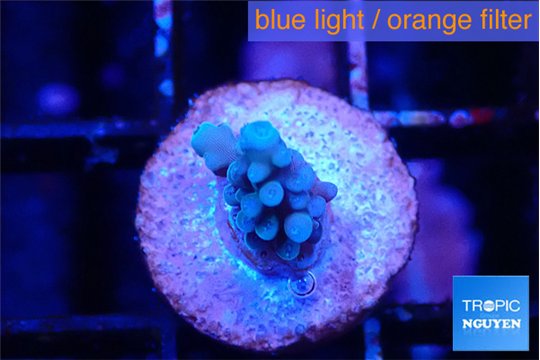 Acropora blue tip 1 cm WYSIWYG acclimaté