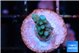 Acropora blue tip 1 cm WYSIWYG acclimaté