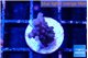 Acropora purple 1-2 cm WYSIWYG acclimaté