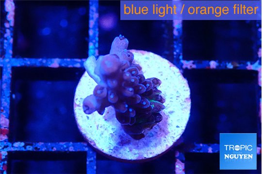 Acropora purple 1-2 cm WYSIWYG acclimaté