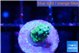 Acropora green 1 cm WYSIWYG acclimaté