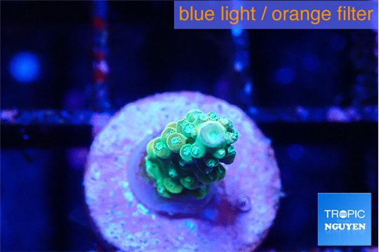 Acropora green 1 cm WYSIWYG acclimaté
