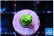 Acropora green 1 cm WYSIWYG acclimaté