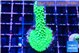 Acropora full neon green 3-4 cm WYSIWYG acclimaté