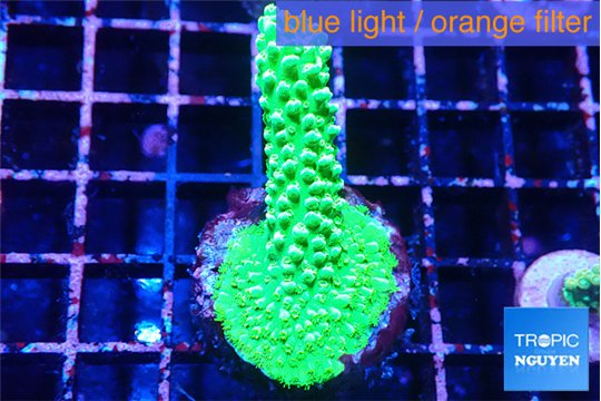 Acropora full neon green 3-4 cm WYSIWYG acclimaté