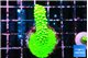 Acropora full neon green 3-4 cm WYSIWYG acclimaté