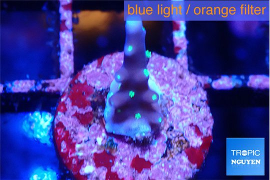 Acropora carduus green polyps deep water 1-2 cm WYSIWYG acclimaté