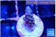 Acropora purple 1 cm WYSIWYG acclimaté