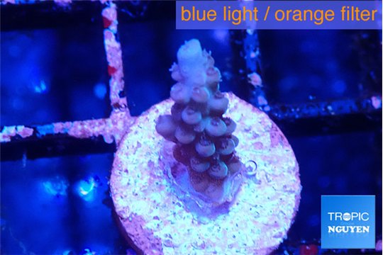 Acropora purple 1 cm WYSIWYG acclimaté