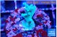 Acropora green ice Fijii 2 cm WYSIWYG acclimaté