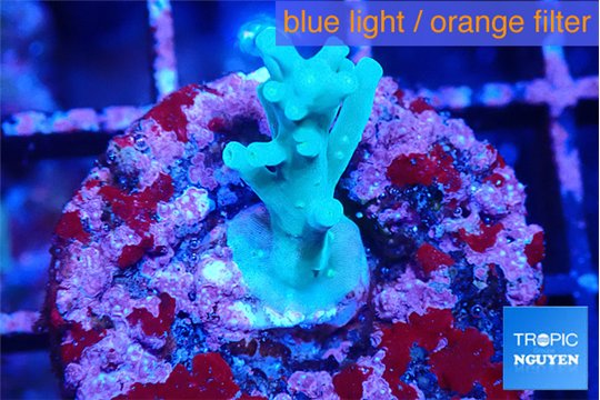 Acropora green ice Fijii 2 cm WYSIWYG acclimaté