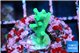Acropora green ice Fijii 2 cm WYSIWYG acclimaté