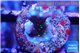 Acropora carduus green polyps deep water 1-2 cm WYSIWYG acclimaté