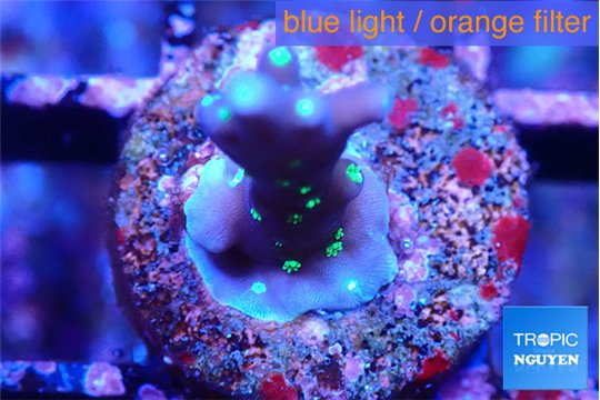 Acropora carduus green polyps deep water 1-2 cm WYSIWYG acclimaté