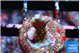 Acropora carduus green polyps deep water 1-2 cm WYSIWYG acclimaté