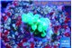 Acropora green Fijii 1-2 cm WYSIWYG acclimaté