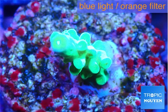 Acropora green Fijii 1-2 cm WYSIWYG acclimaté