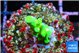 Acropora green Fijii 1-2 cm WYSIWYG acclimaté