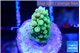 Acropora green 1 cm WYSIWYG acclimaté