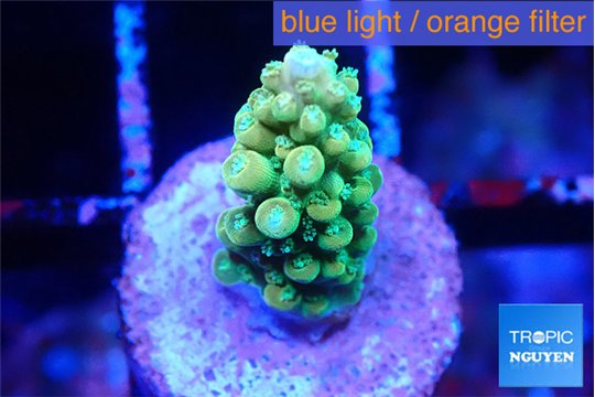Acropora green 1 cm WYSIWYG acclimaté