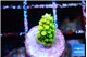 Acropora green 1 cm WYSIWYG acclimaté