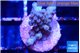 Acropora purple 1-2 cm WYSIWYG acclimaté