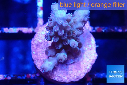 Acropora purple 1-2 cm WYSIWYG acclimaté
