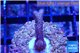 Seritopora pink purple Fijii 2-3 cm WYSIWYG acclimaté