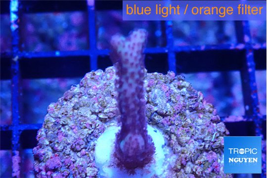 Seritopora pink purple Fijii 2-3 cm WYSIWYG acclimaté