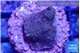 Montipora fruity 2 cm WYSIWYG acclimaté